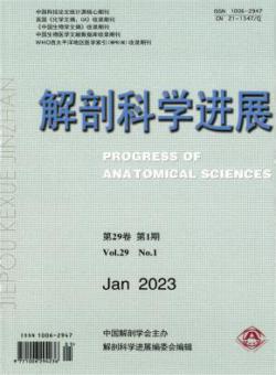 解剖科学进展